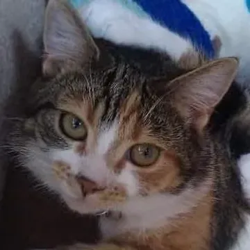 Photo of Cleo