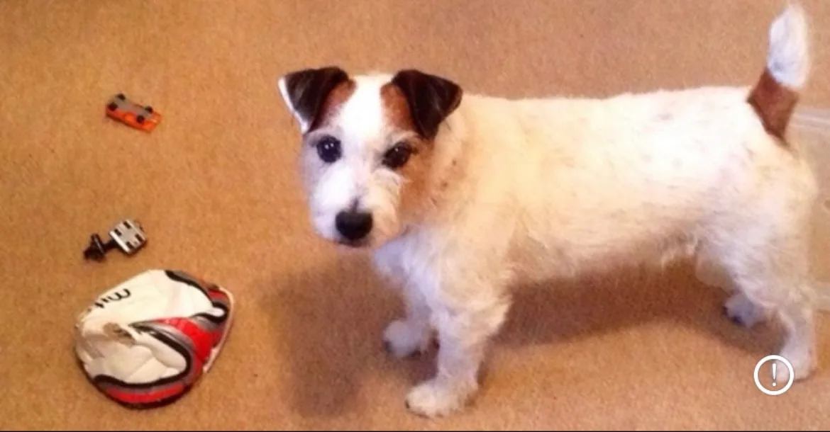 Freddie, photo 4