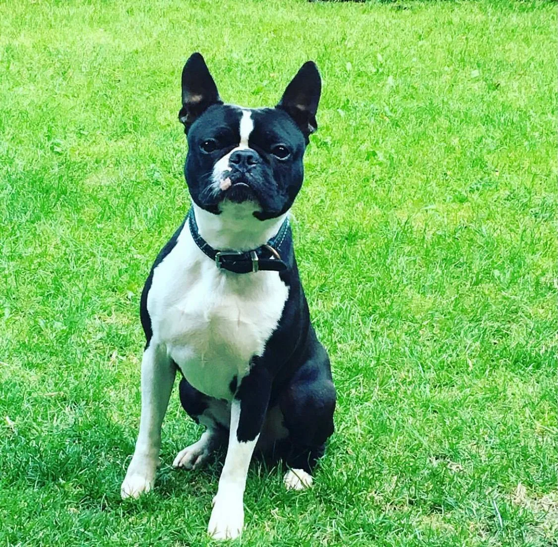 Brody, photo 3