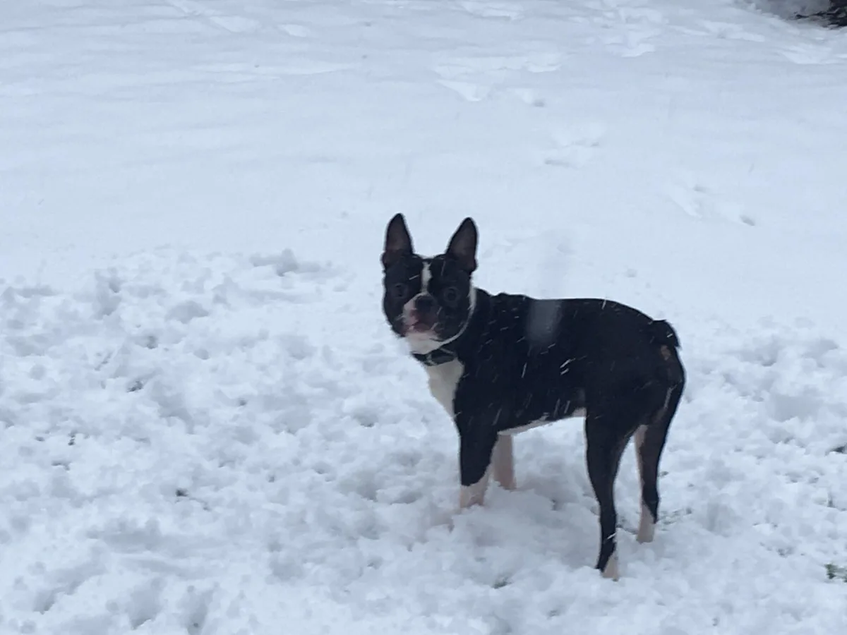 Brody, photo 4