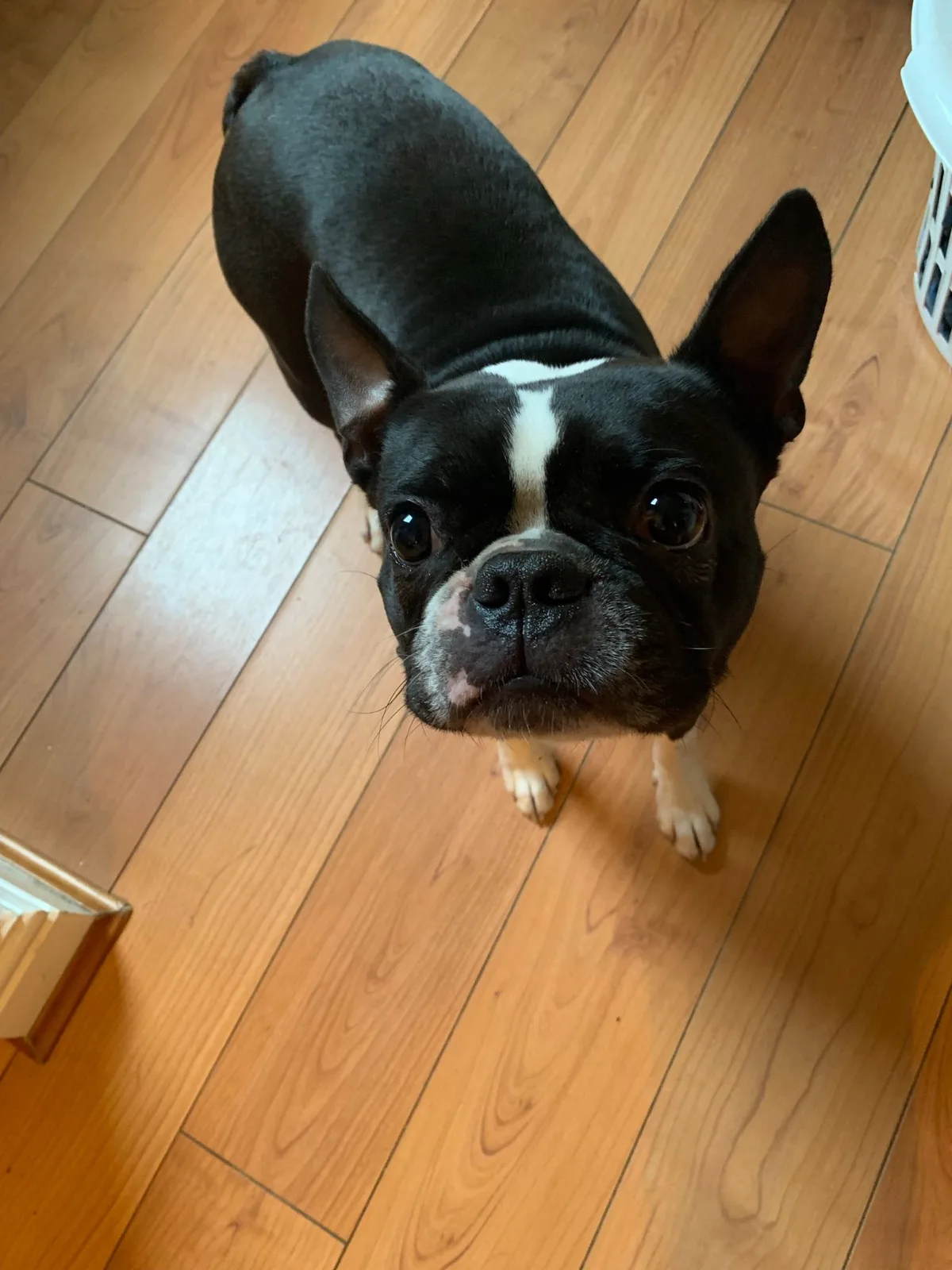 Brody, photo 5