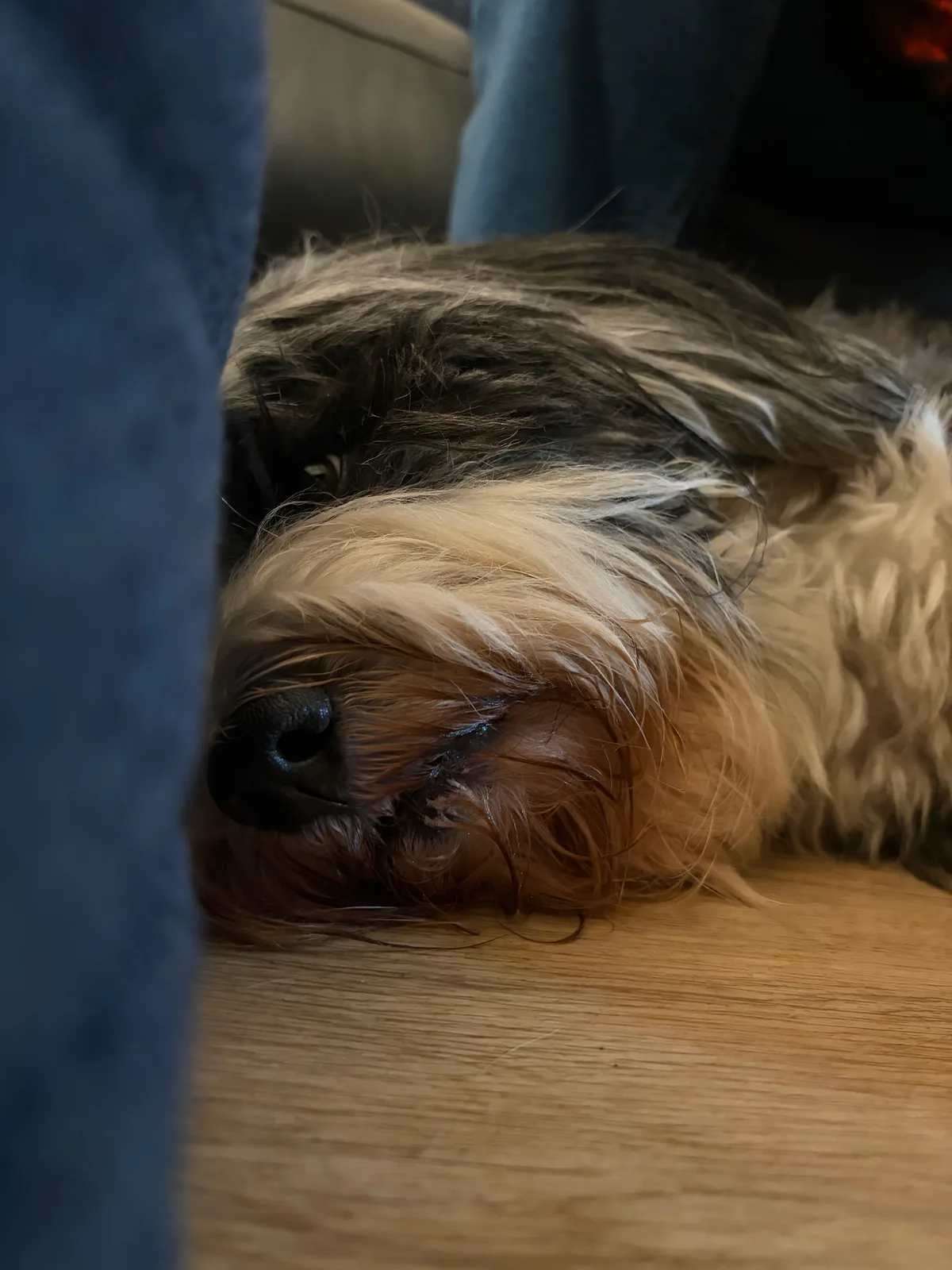 Molly, photo 2
