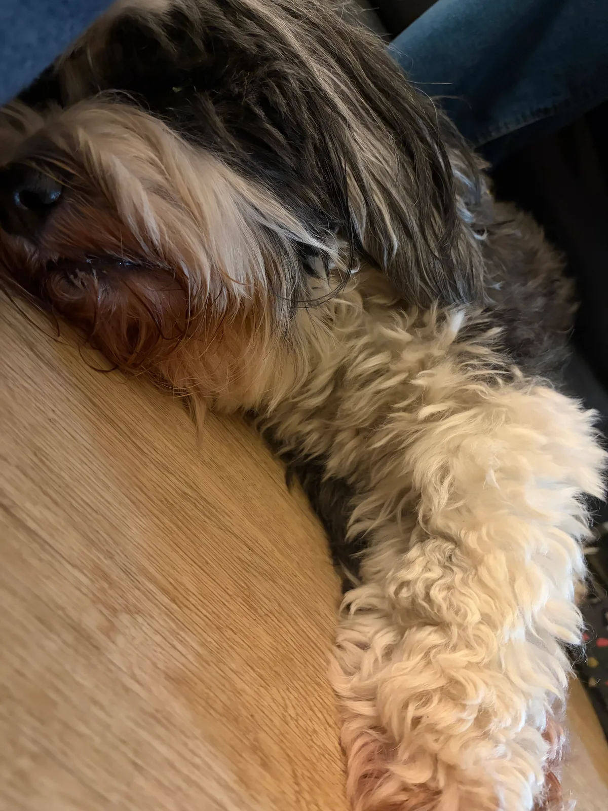 Molly, photo 3