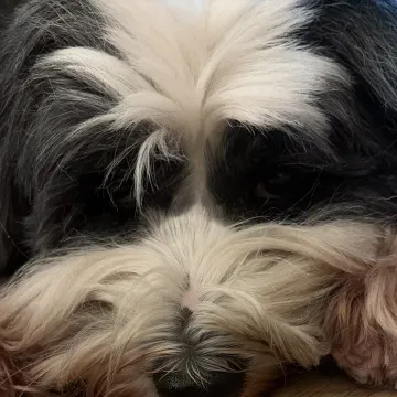Photo of Molly