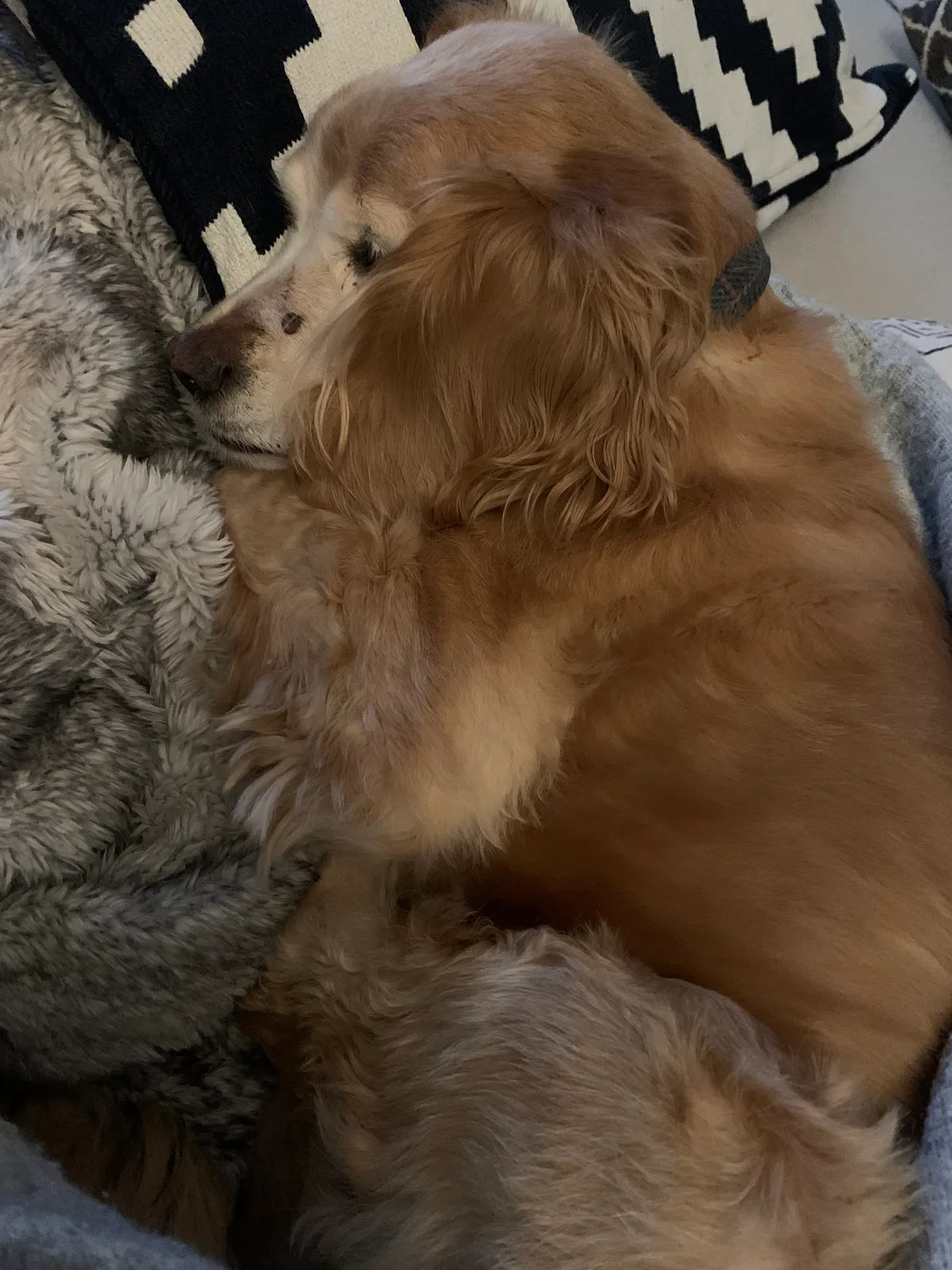 Bella, photo 2