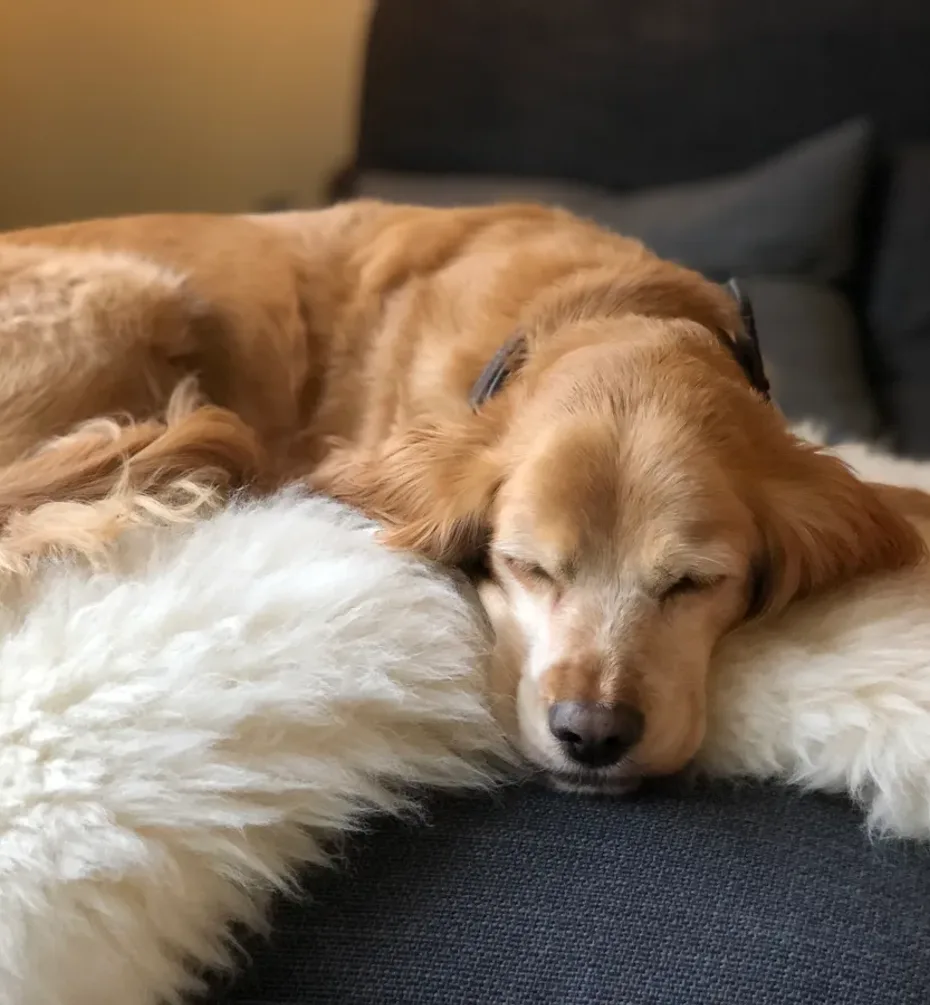 Portrait of Bella