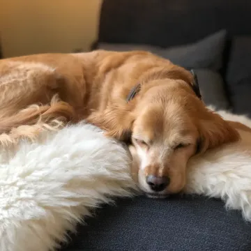 Photo of Bella