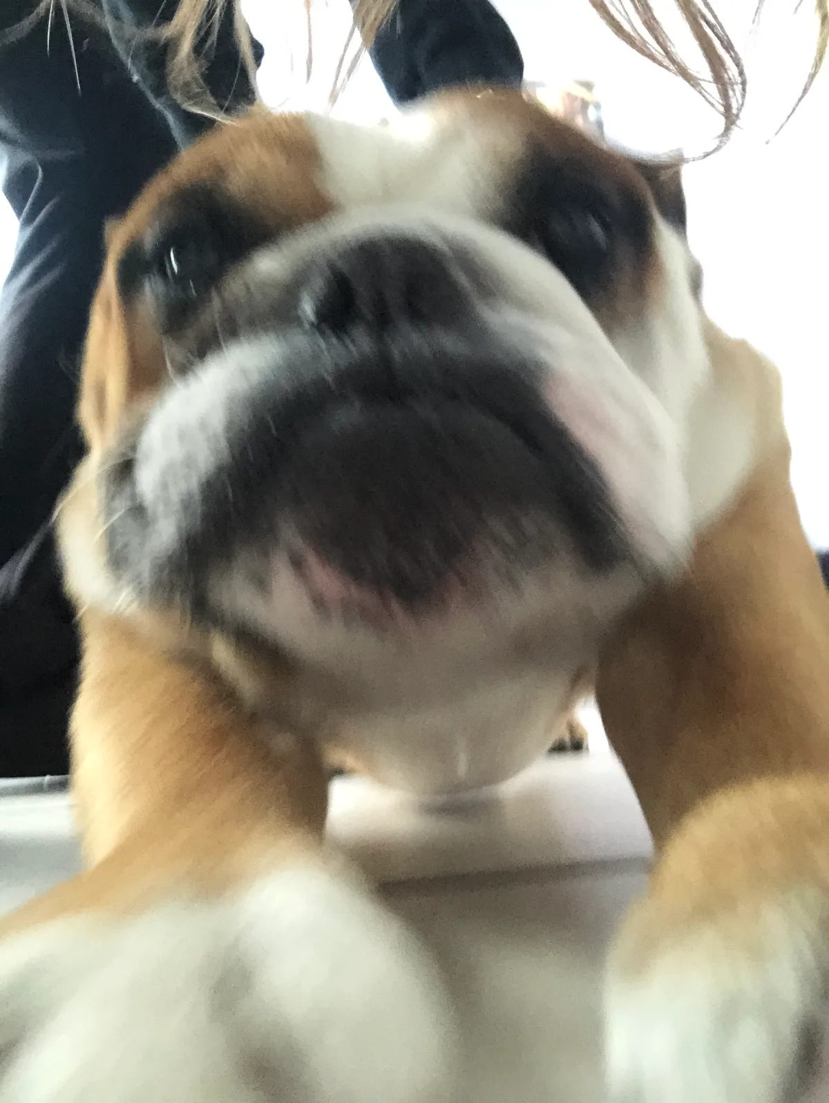 Rocky, photo 2