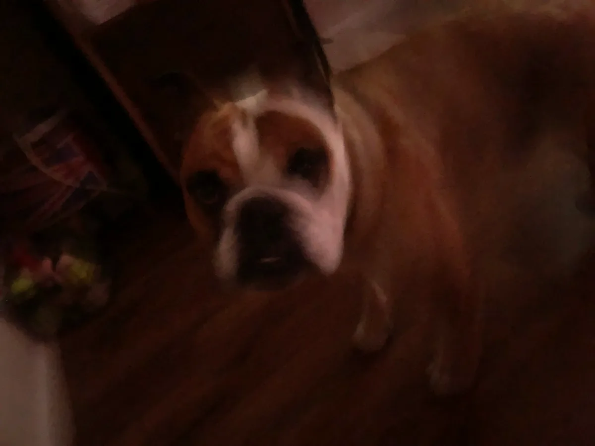 Rocky, photo 3