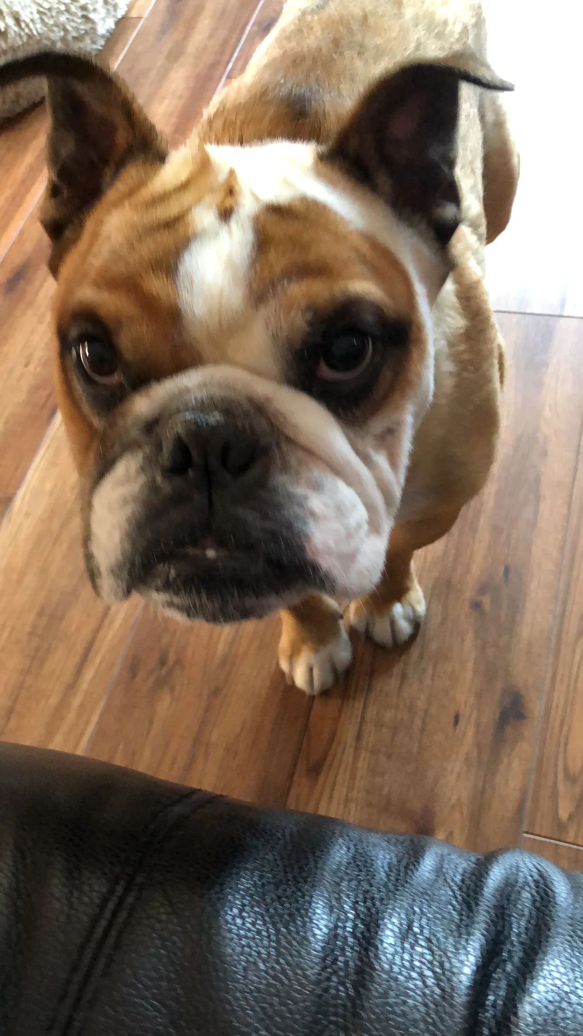 Rocky, photo 5