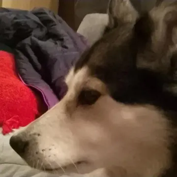 Photo of Neeko