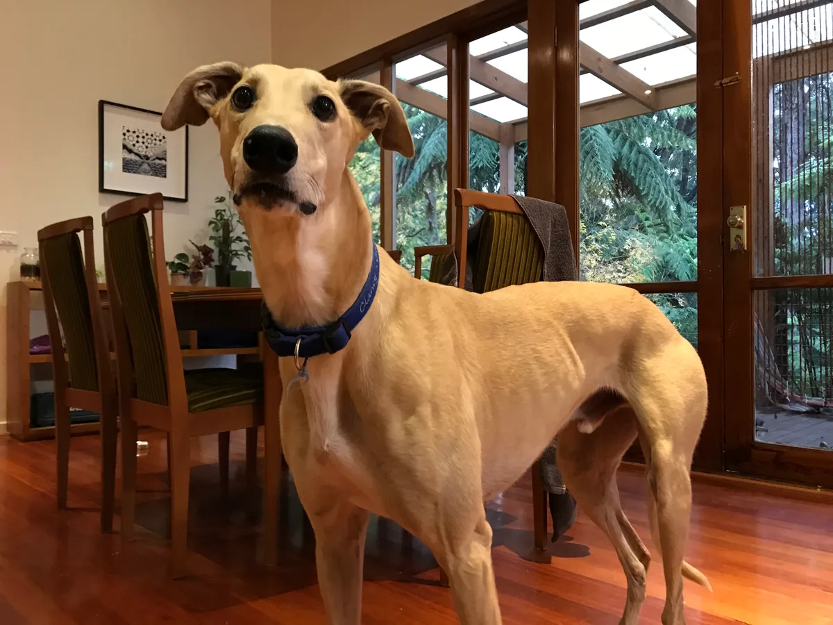 Clancy, photo 2