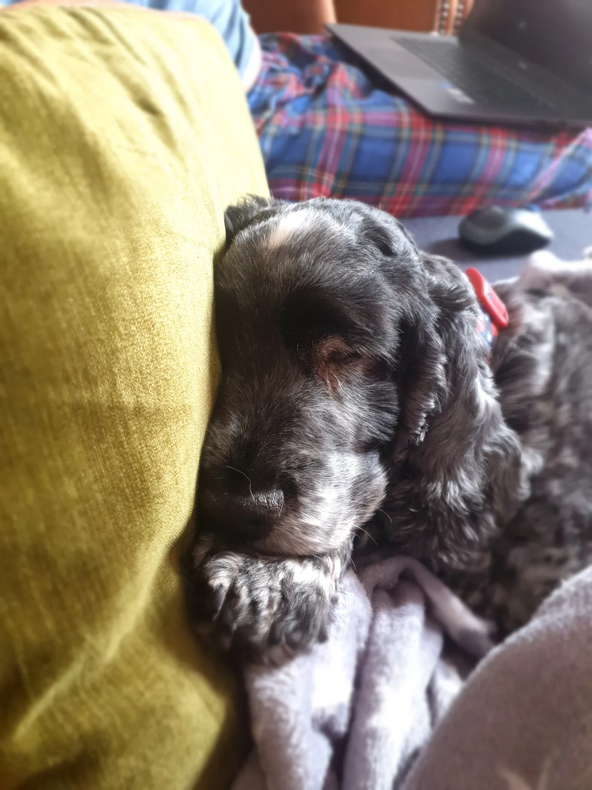 Poppy, photo 2