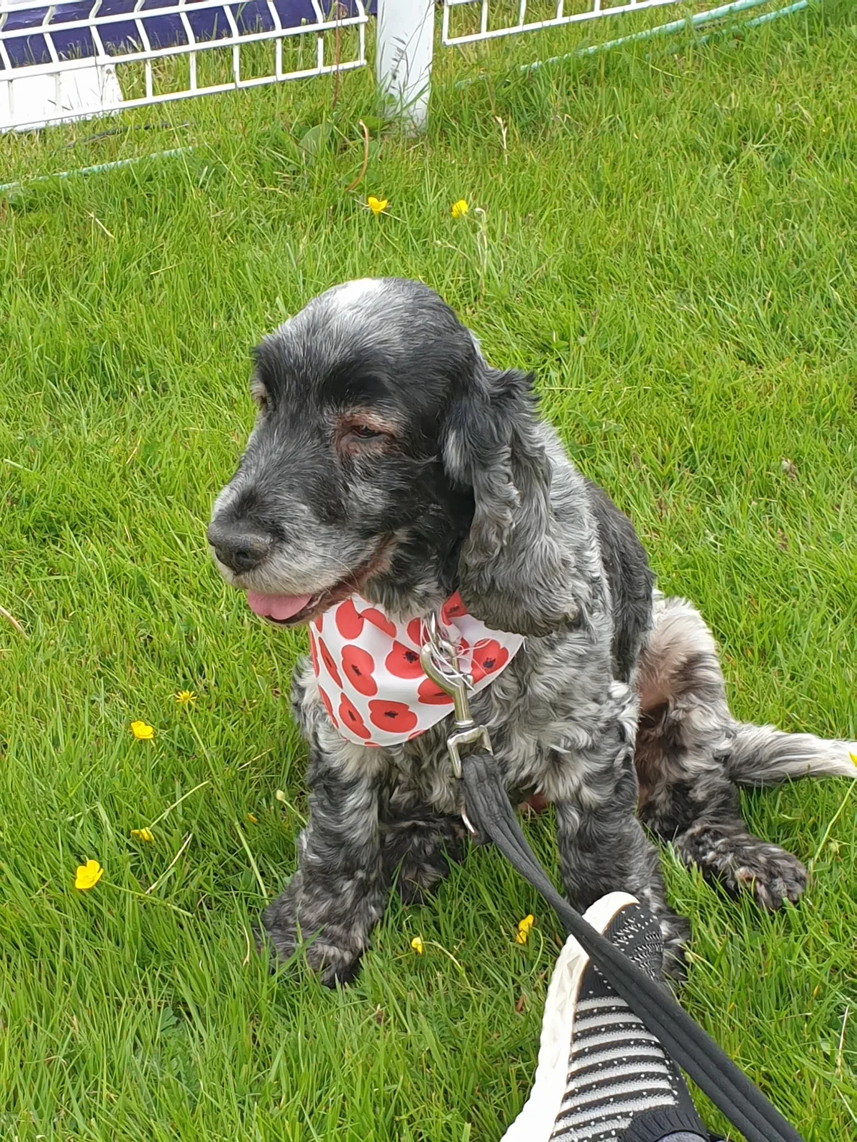 Poppy, photo 4