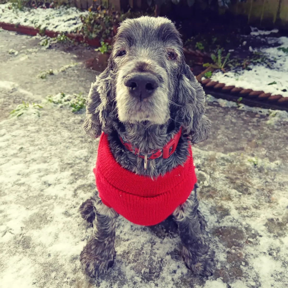 Poppy, photo 5