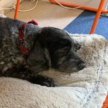 Photo of Poppy