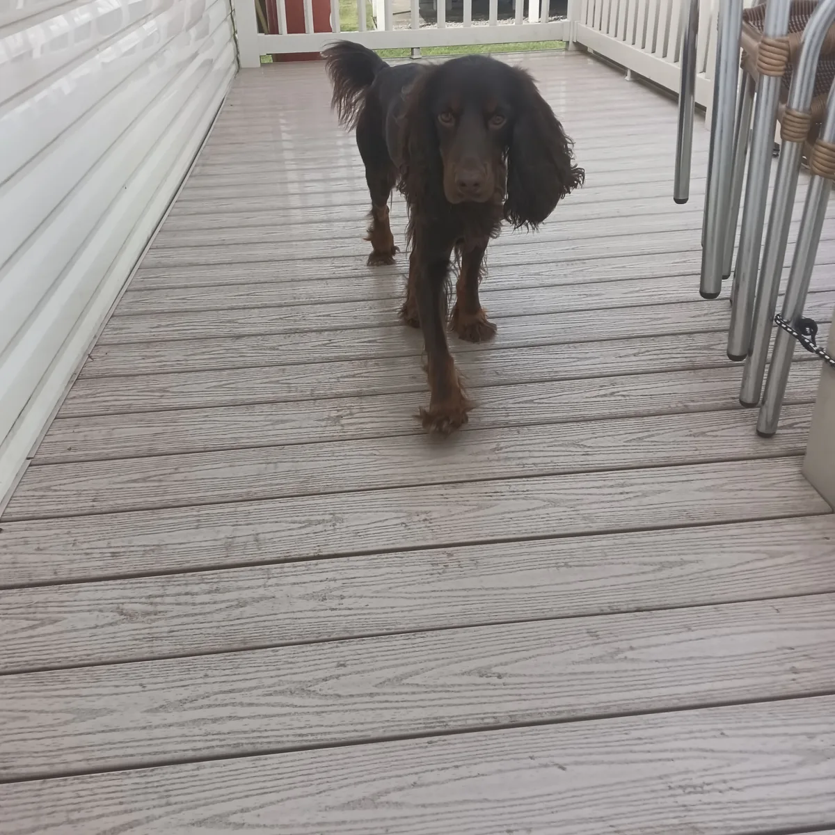 Jasper, photo 2