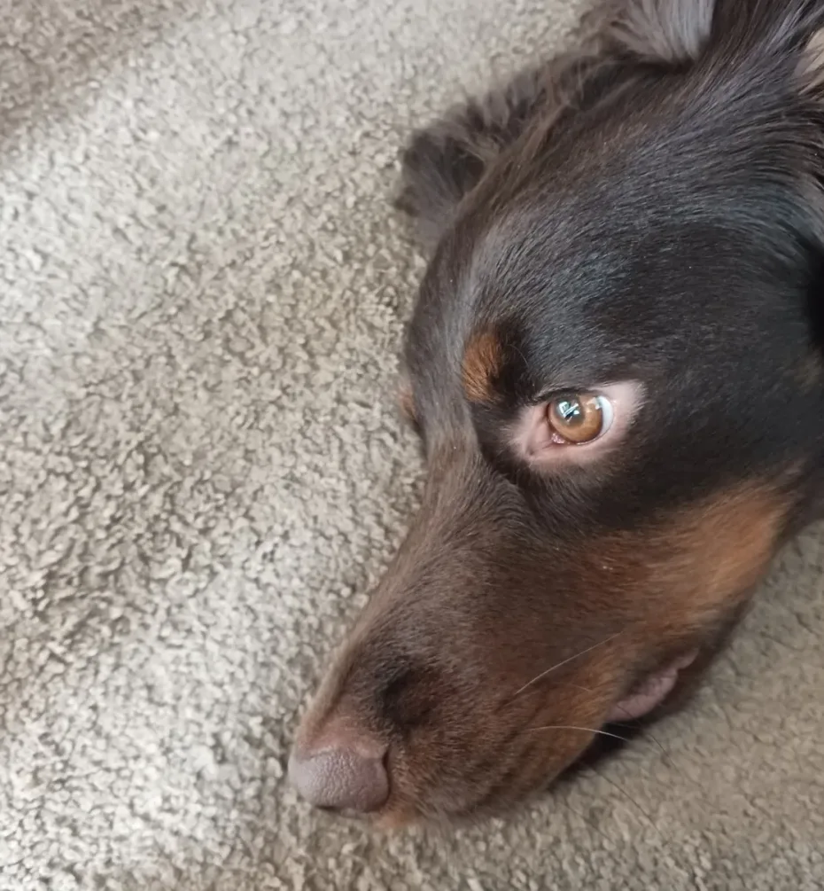 Portrait of Jasper
