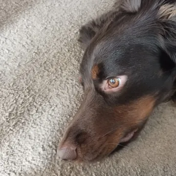 Photo of Jasper