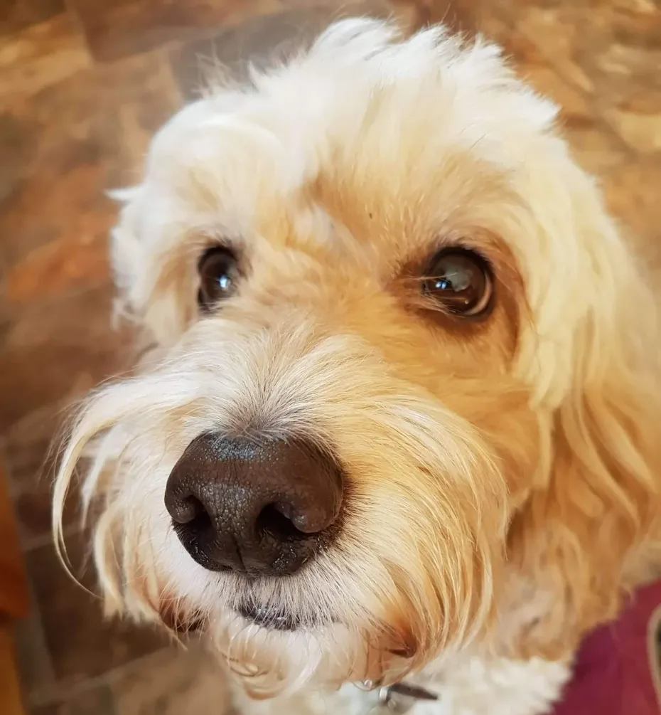 Portrait of Duke