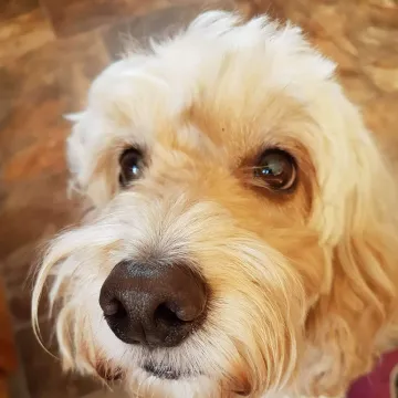 Photo of Duke
