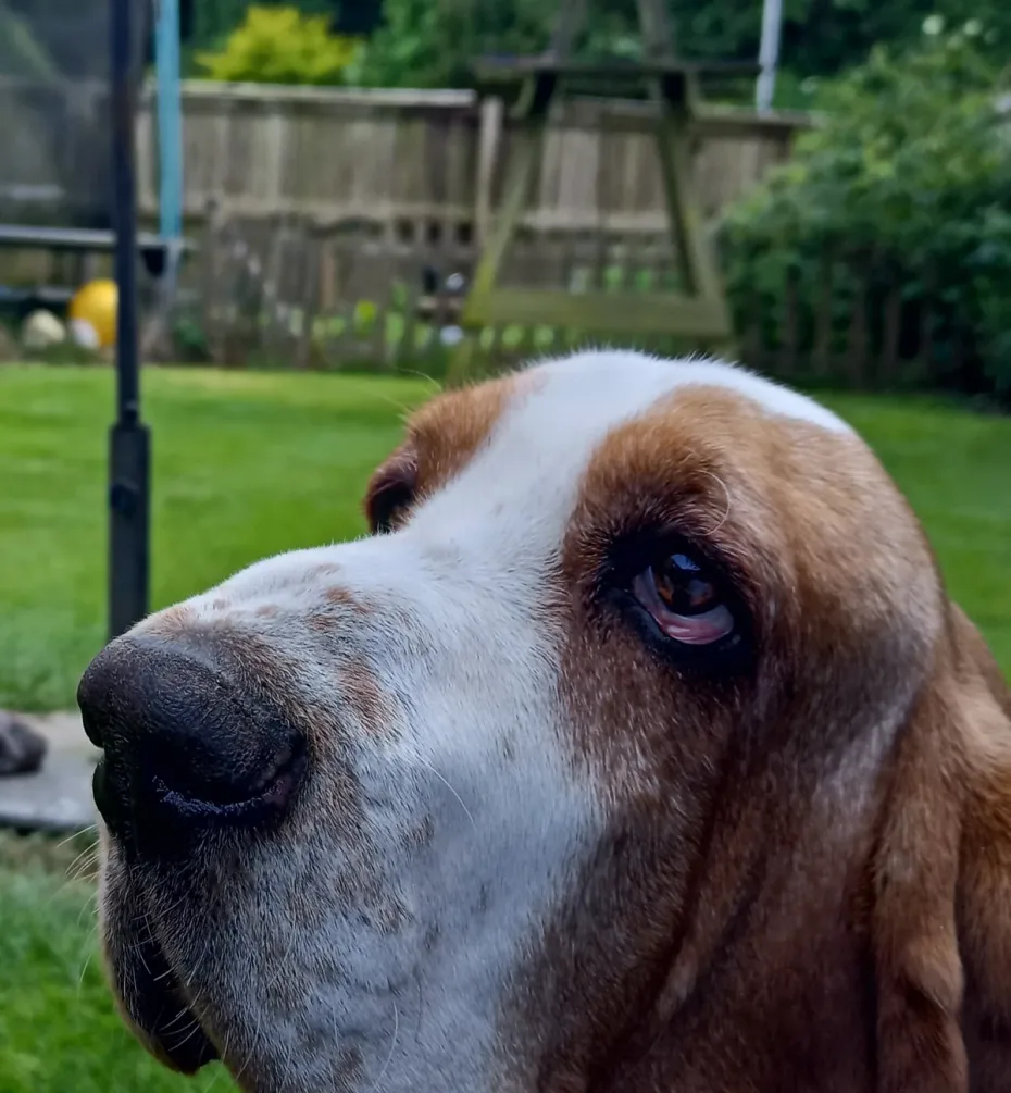 Portrait of Rumble
