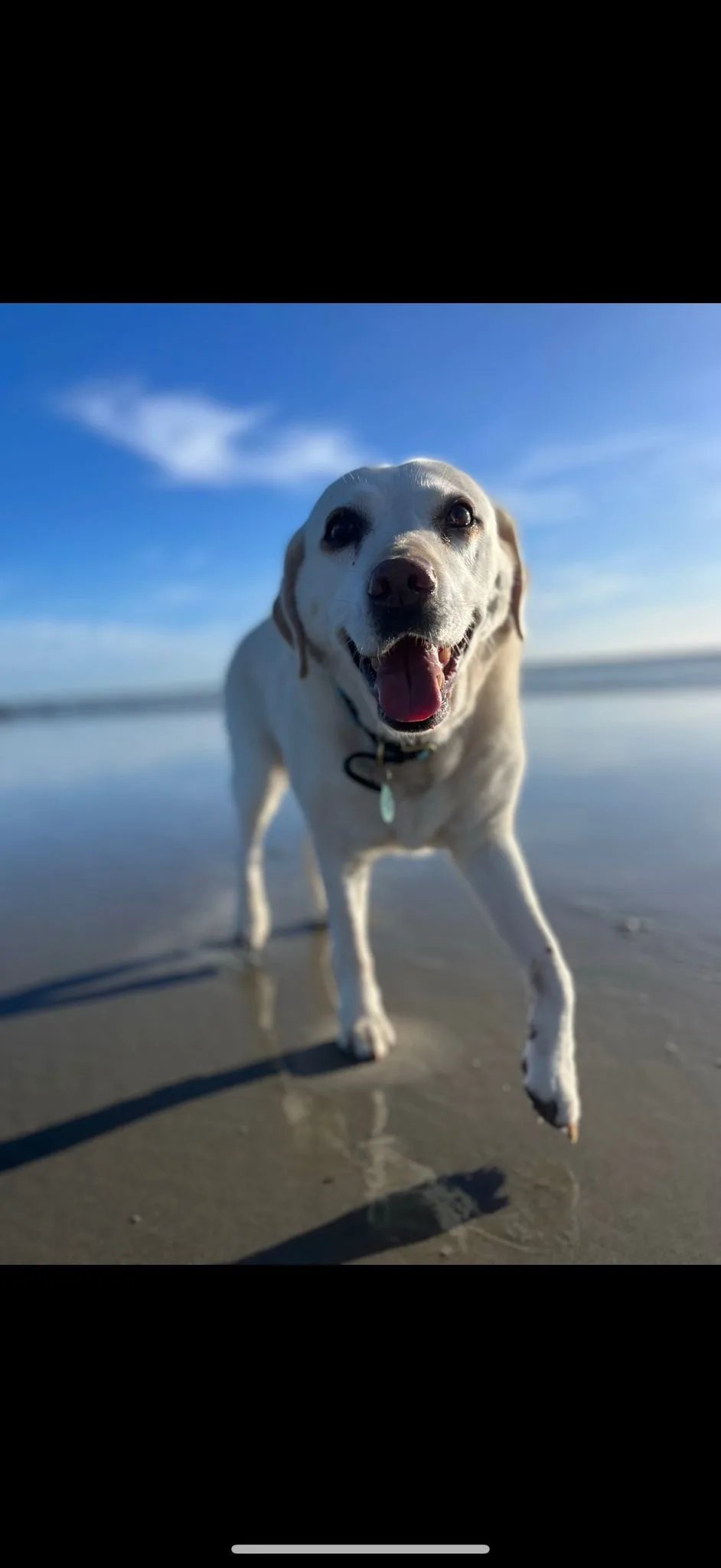 Daisy, photo 2