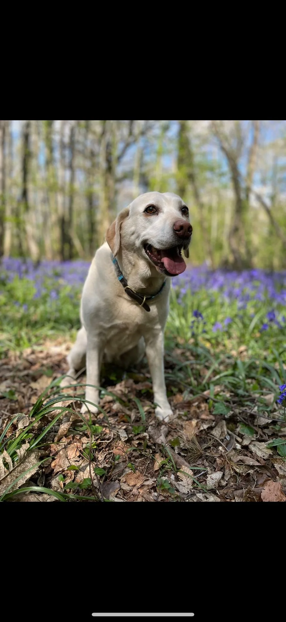 Daisy, photo 4