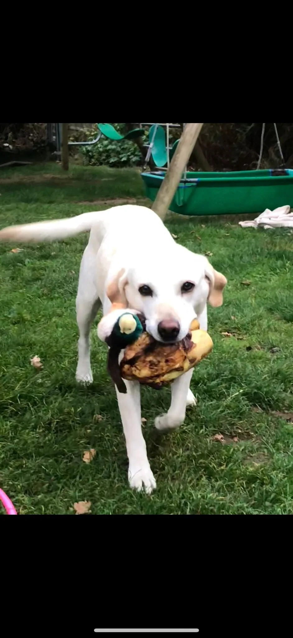 Daisy, photo 5