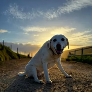 Photo of Daisy
