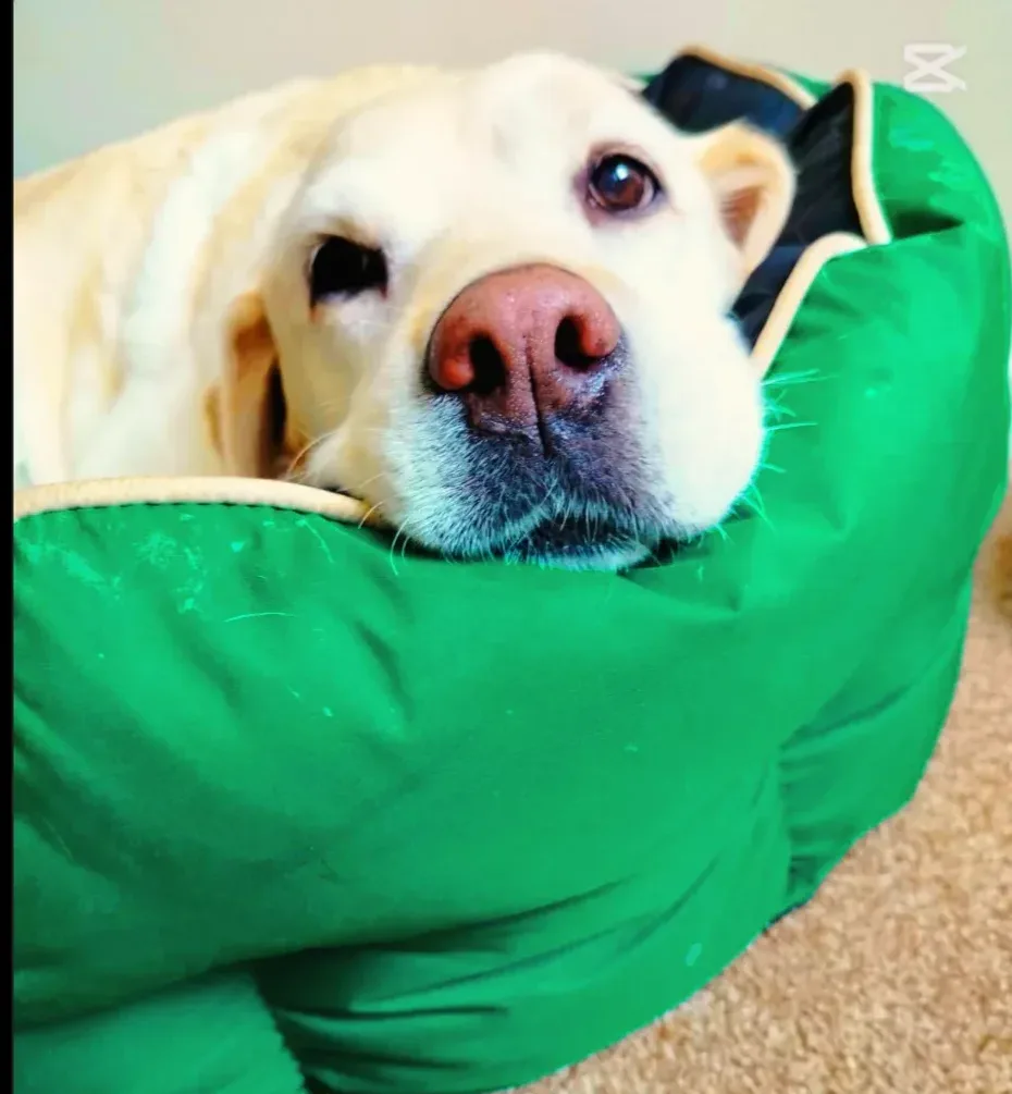 Portrait of Lucy