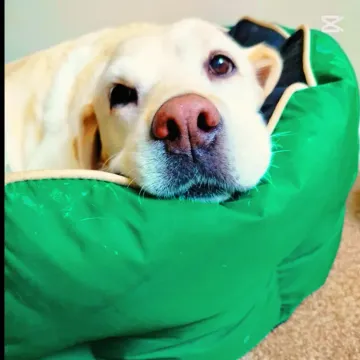 Photo of Lucy