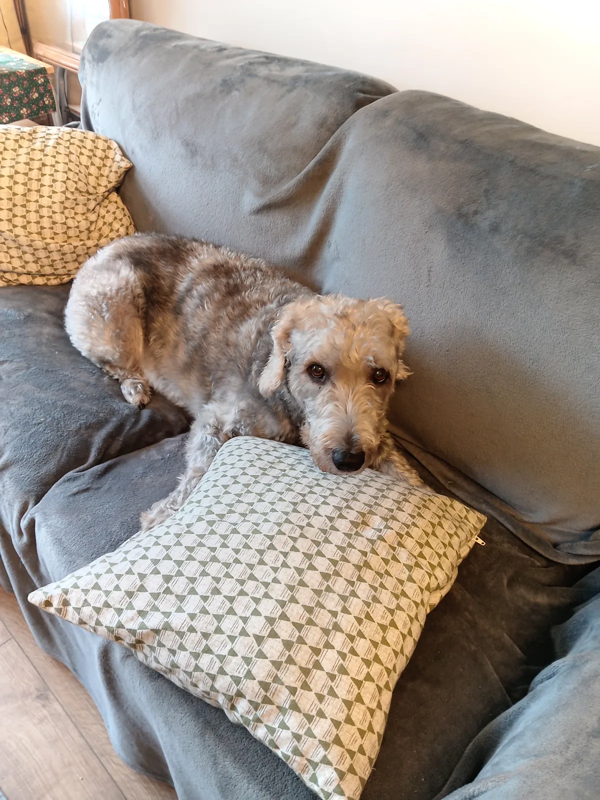 Max, photo 2