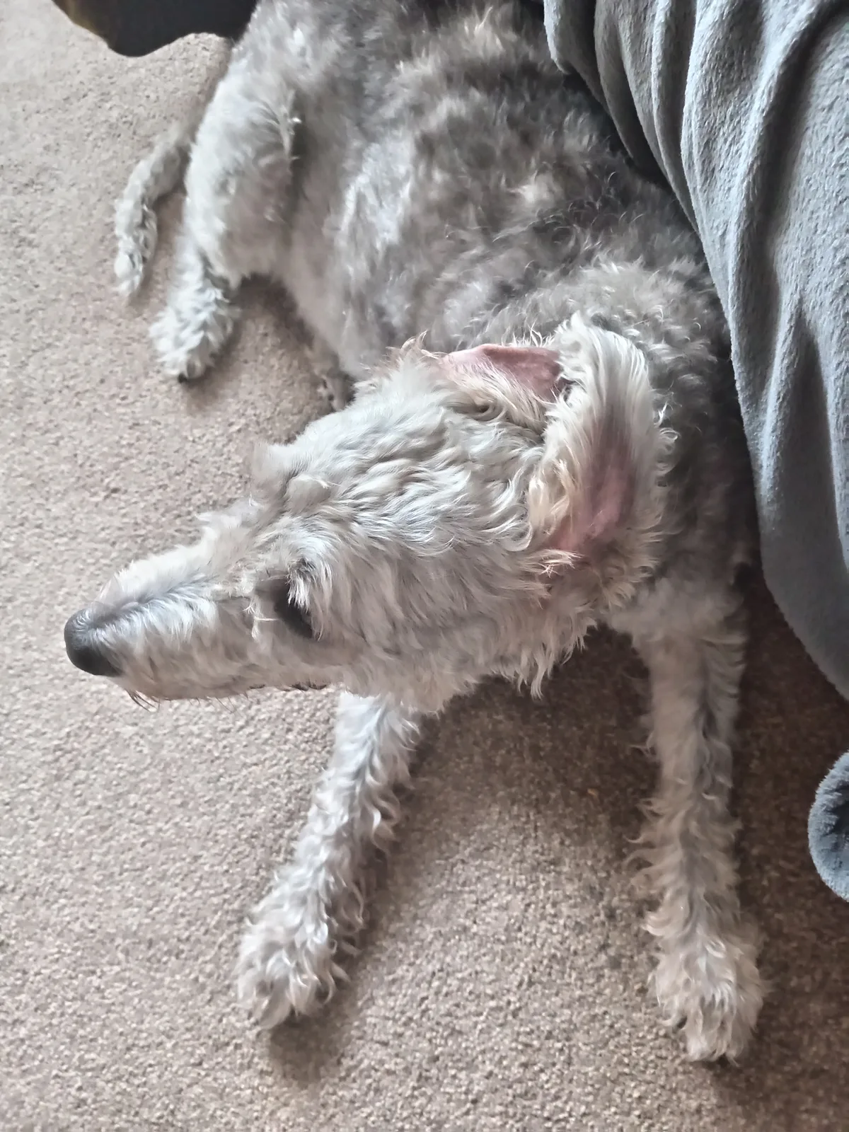 Max, photo 4