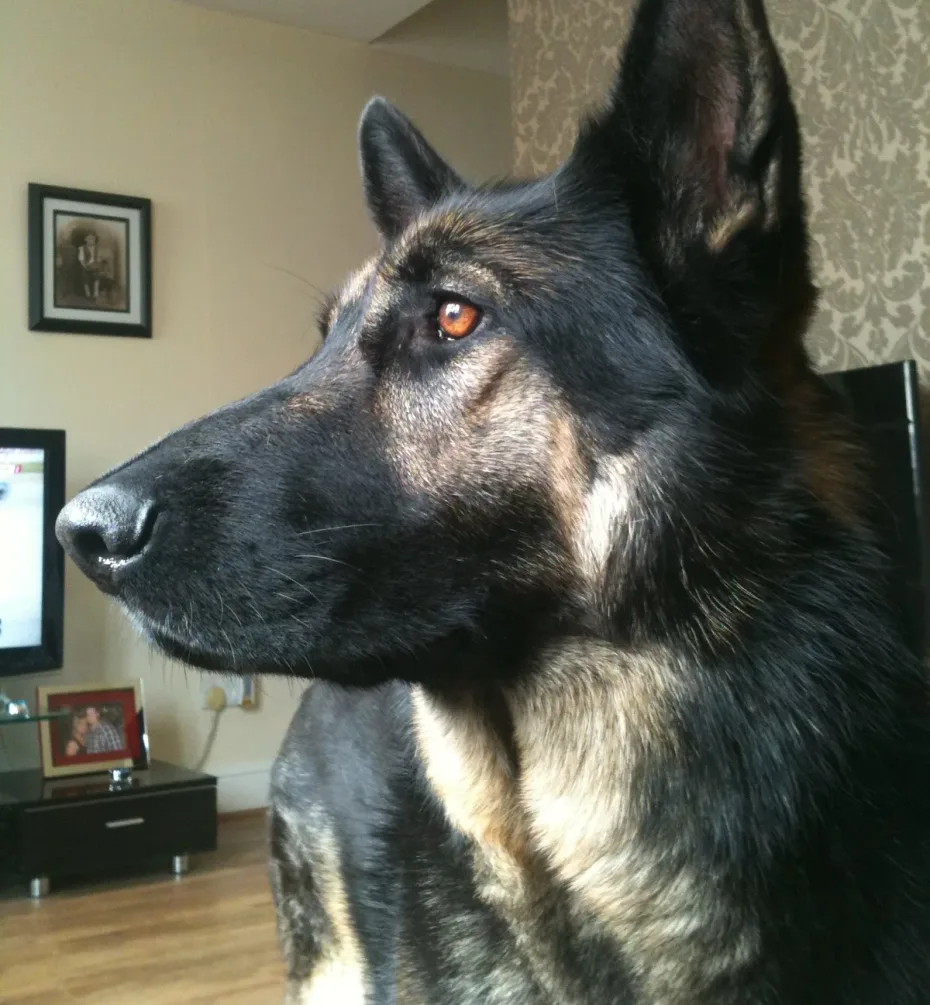 Portrait of Harry