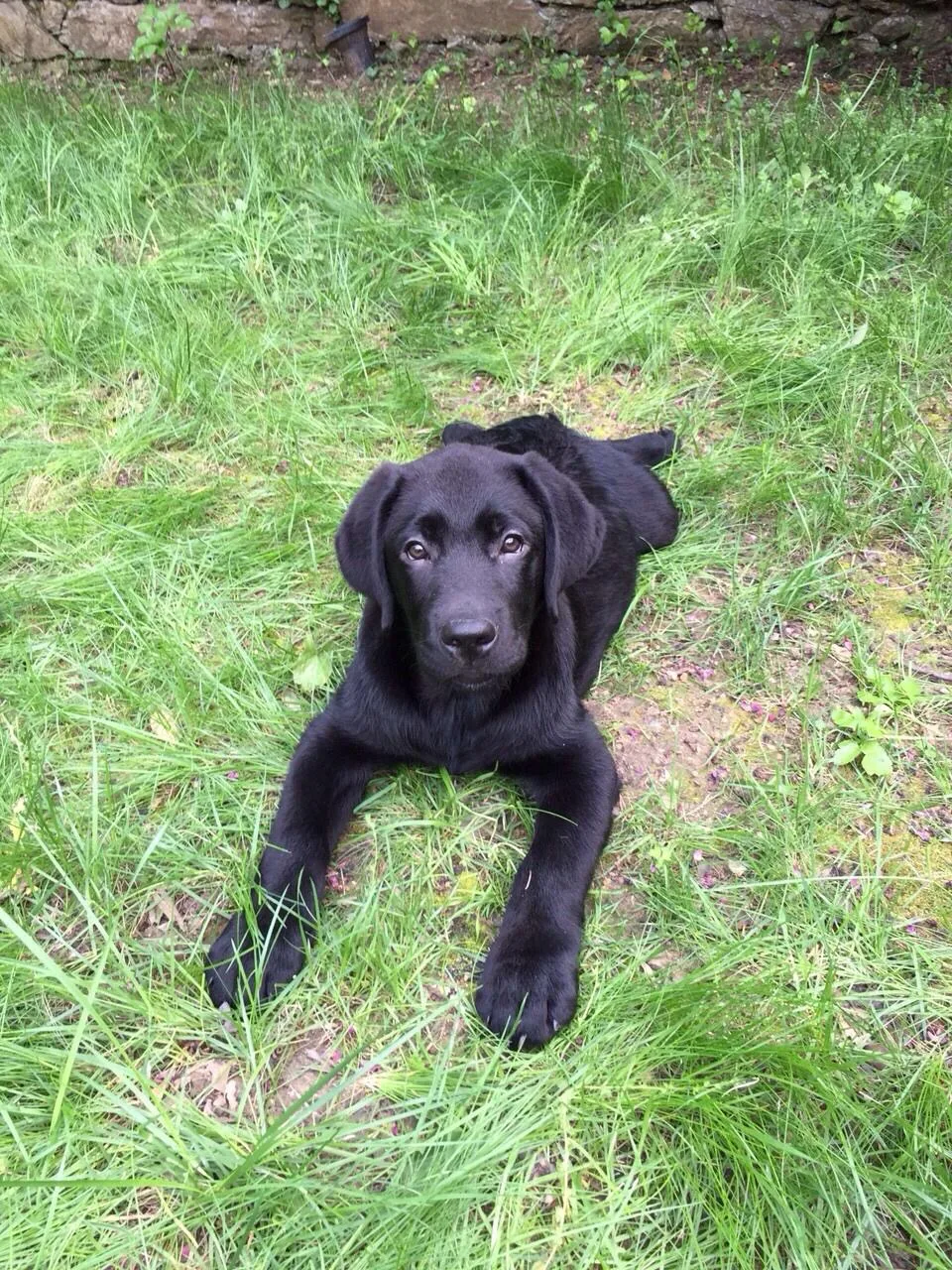 Rex, photo 4