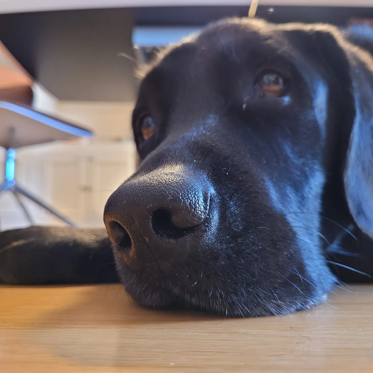 Rex, photo 5