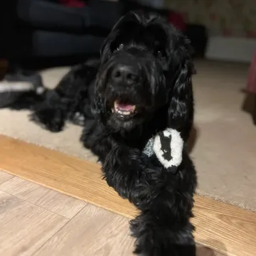 Photo of Buzz