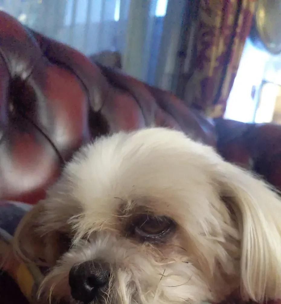 Portrait of Lady