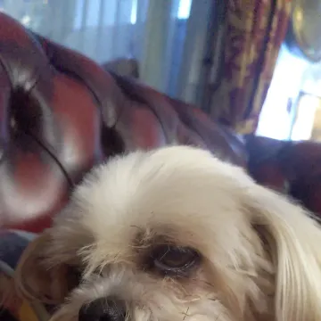 Photo of Lady