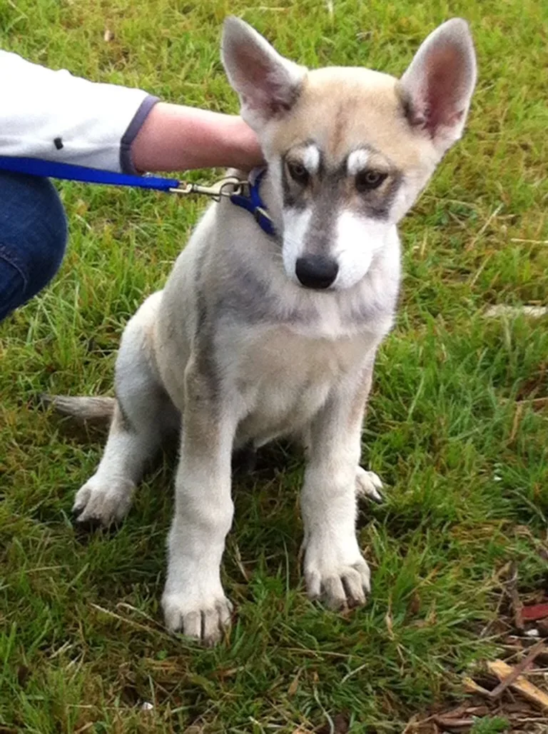 Maliki, photo 2