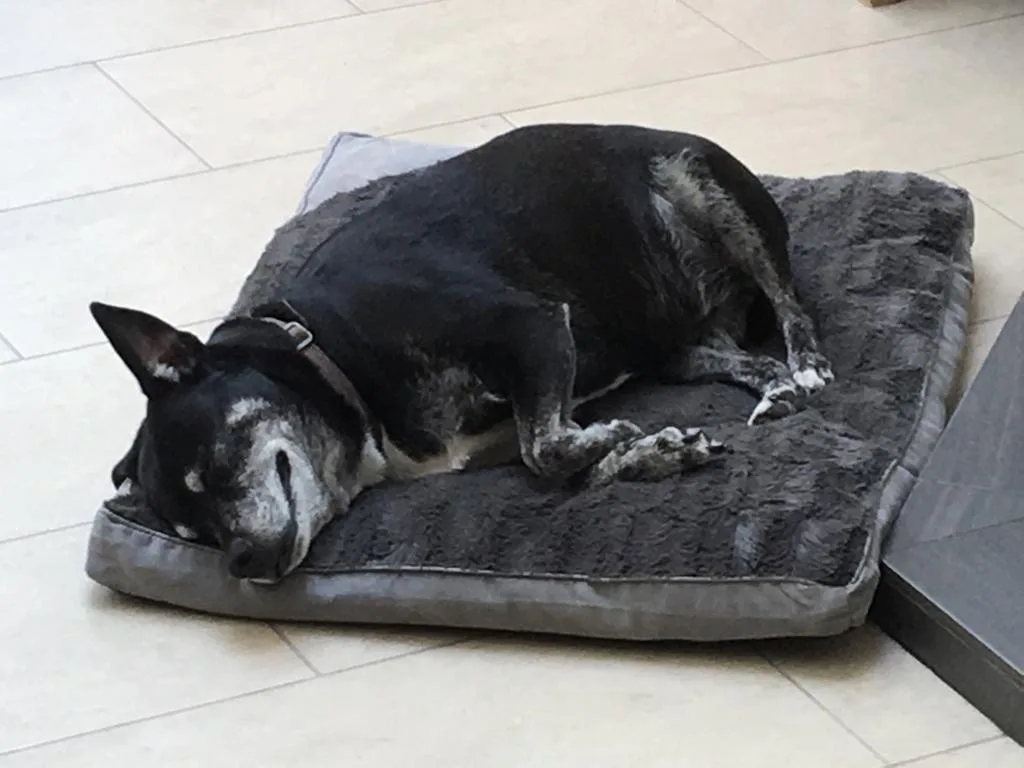 Roxy., photo 3