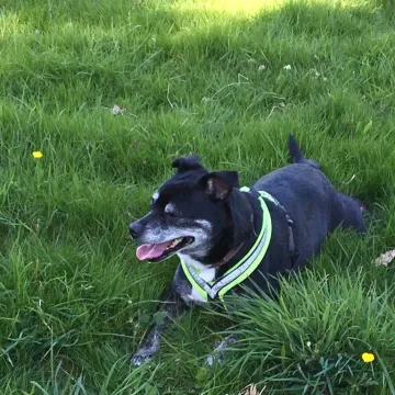 Photo of Roxy.