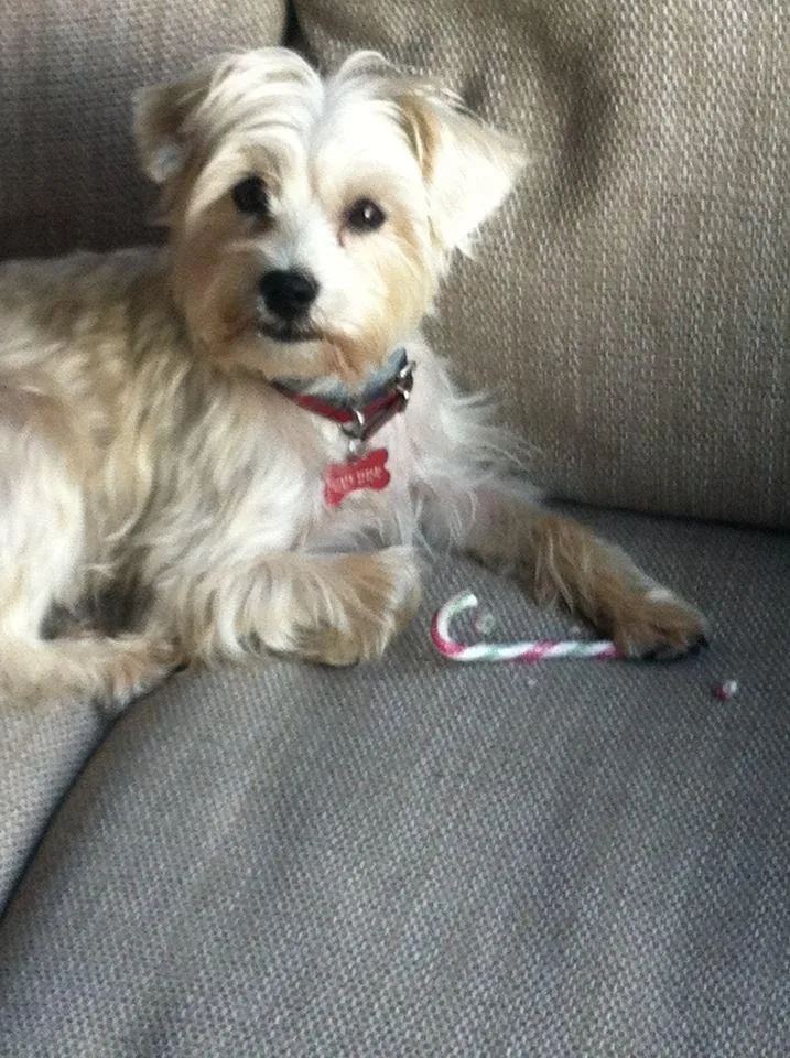Scrumpy, photo 2