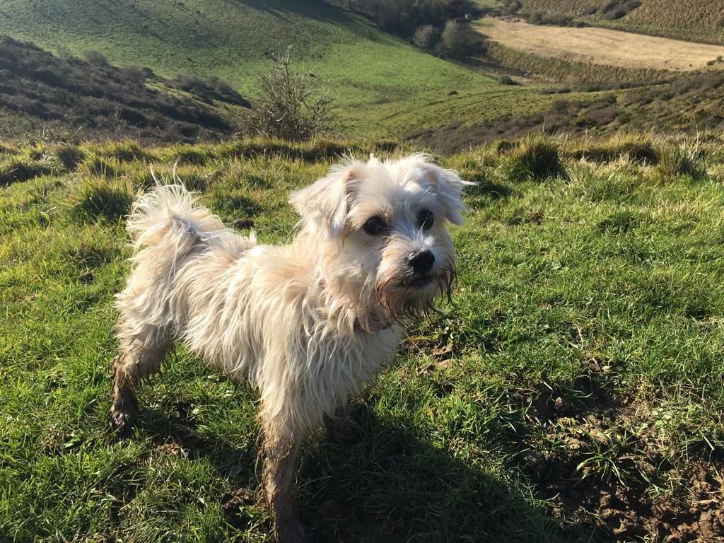 Scrumpy, photo 4