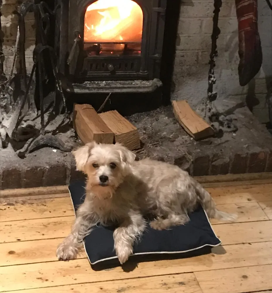 Portrait of Scrumpy