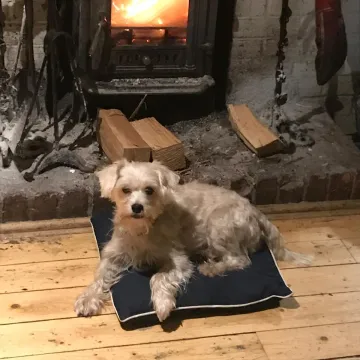 Photo of Scrumpy