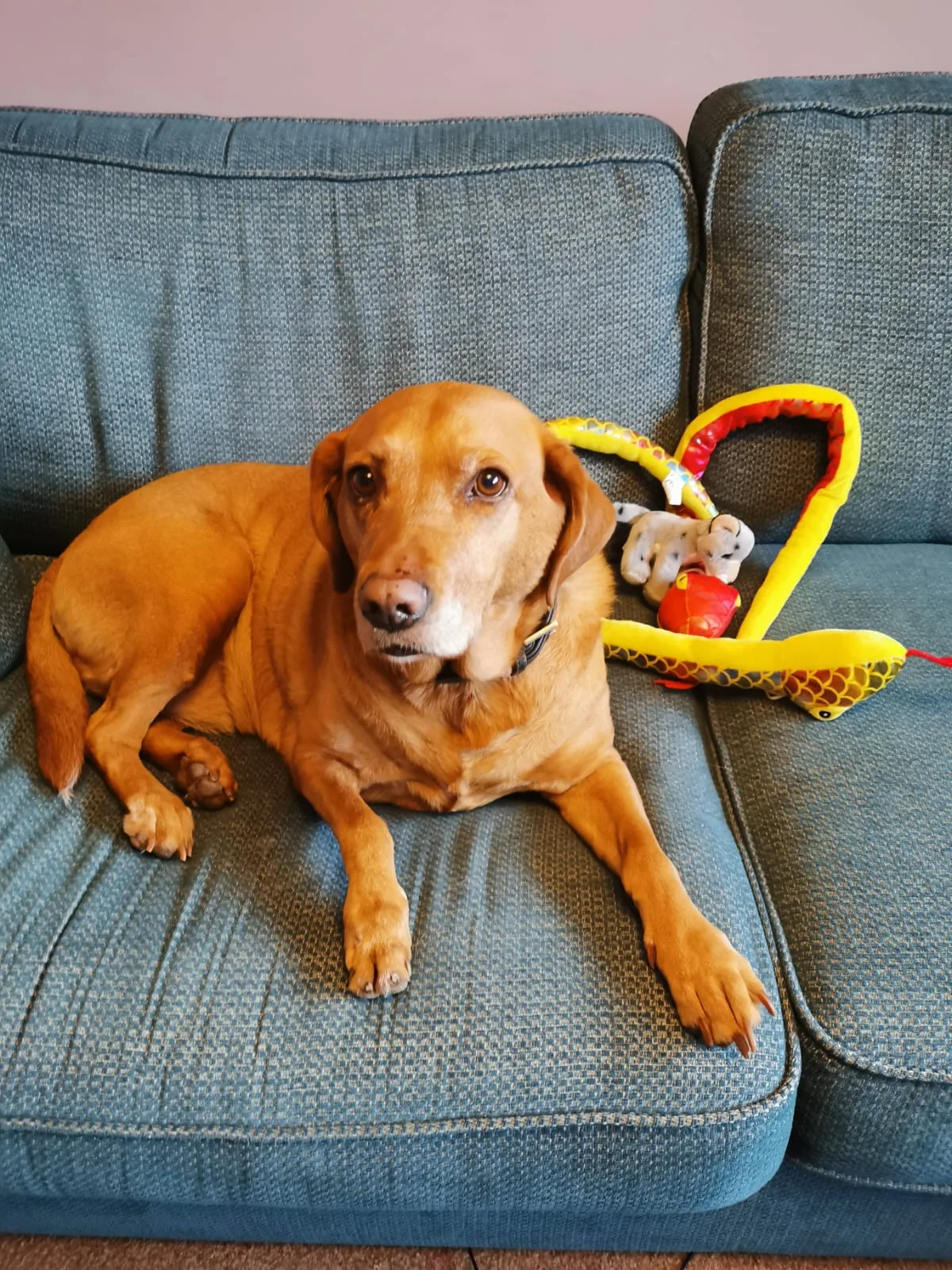 Poppy, photo 5