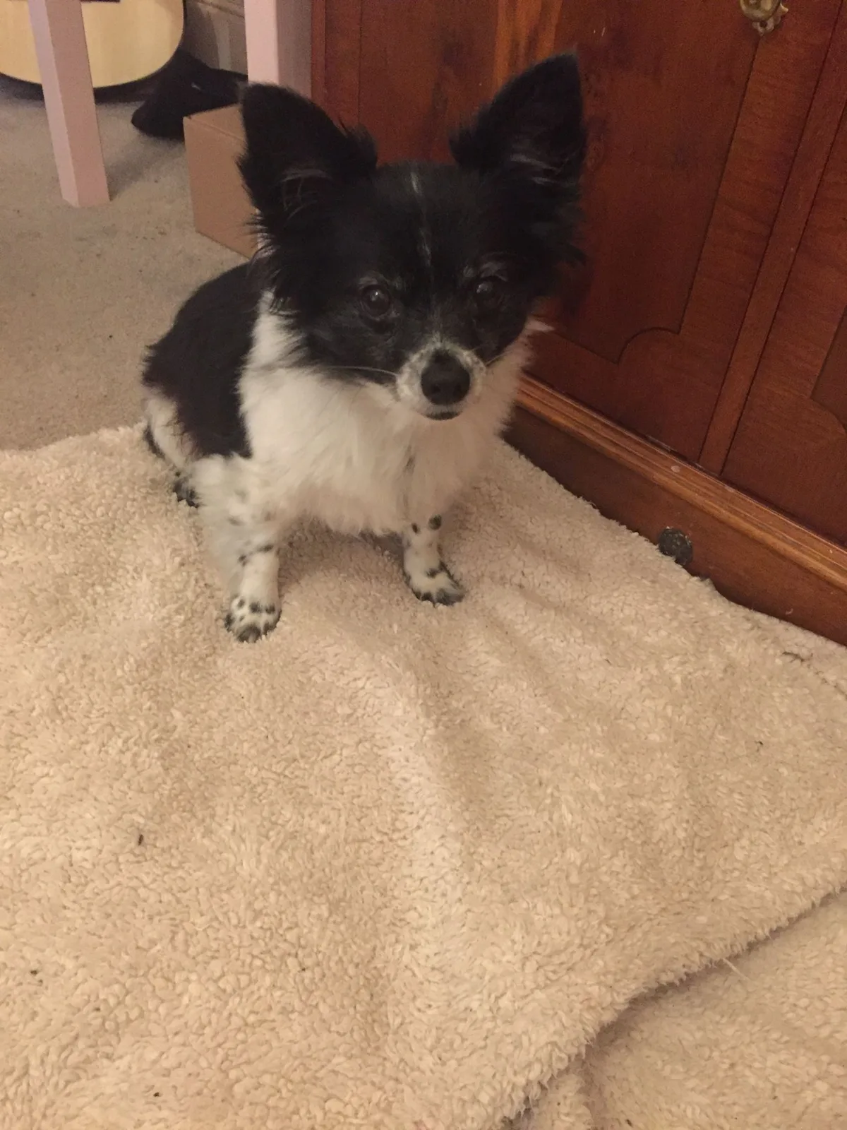 Lucy, photo 4