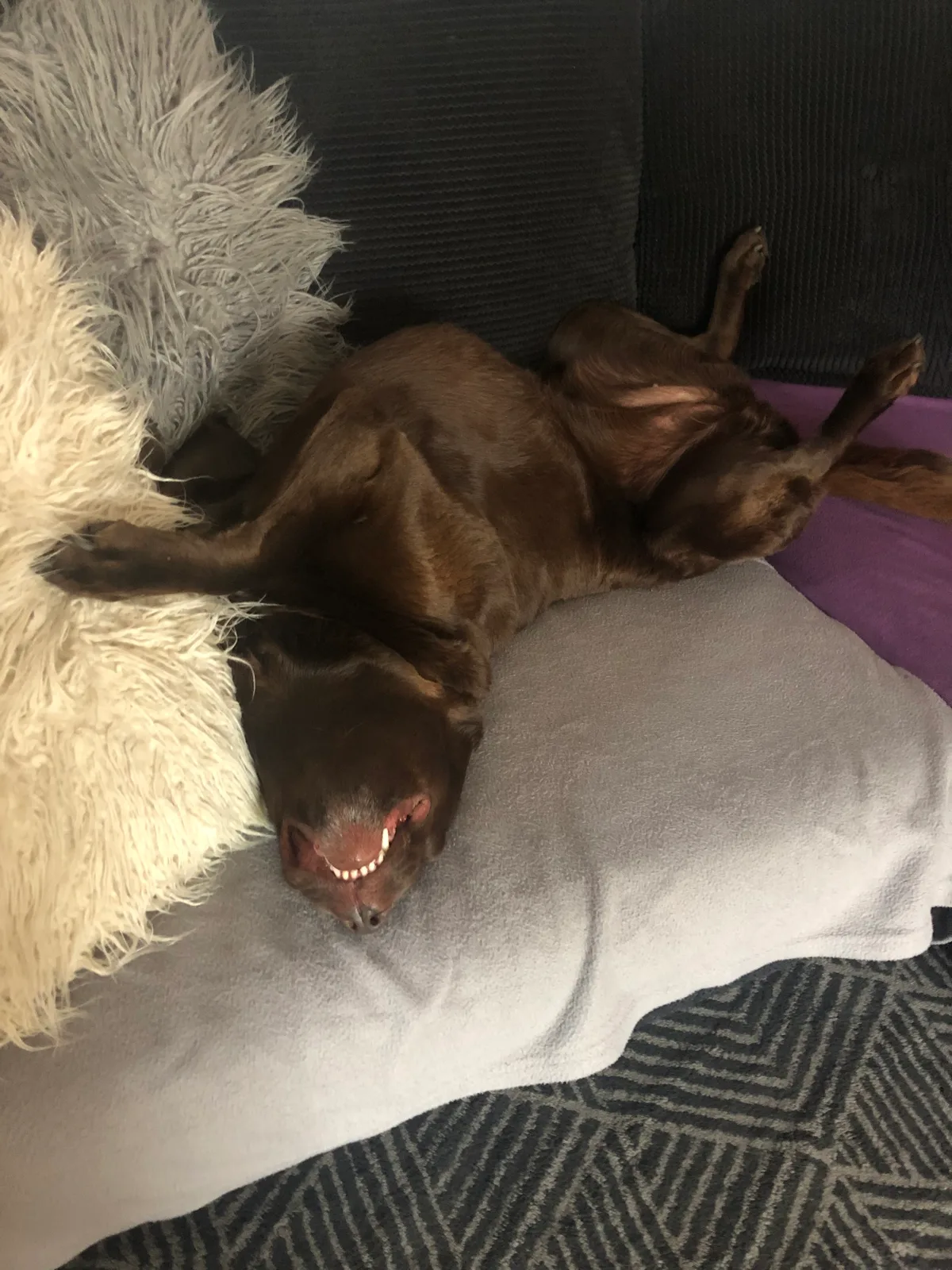 Duchess, photo 2